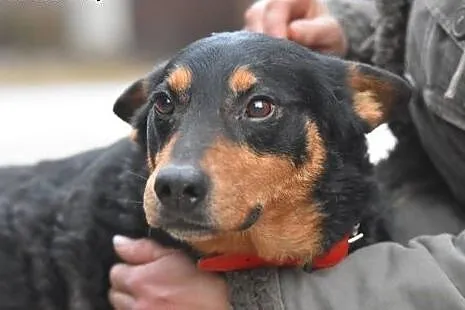 Morus pies o wielkim sercu do adopcji.,  małopolsk