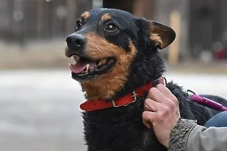 Morus pies o wielkim sercu do adopcji.,  małopolsk