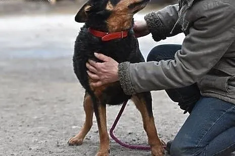 Morus pies o wielkim sercu do adopcji.,  małopolsk