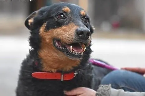 Morus pies o wielkim sercu do adopcji.,  małopolsk