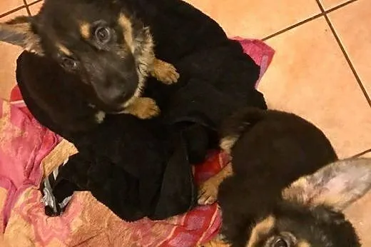 MIKA - szczeniak w typie owczarka czeka na dom,  m