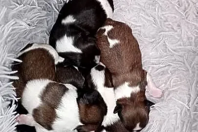 Szczeniaki shih tzu
