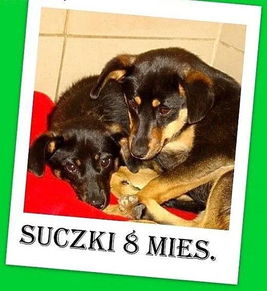 8 mies.suczki SISTERS,szczeniaki docelowo nieduże.