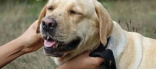 Szukamy Domów Tymczasowych dla labradorów, Labrad