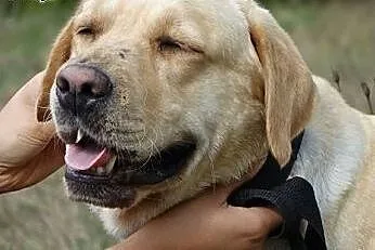 Szukamy Domów Tymczasowych dla labradorów,  Labrad