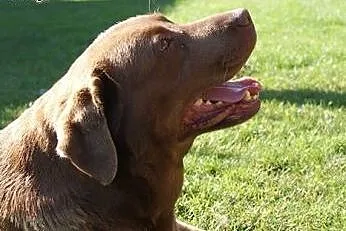 Szukamy Domów Tymczasowych dla labradorów,  Labrad