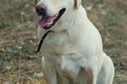 Szukamy Domów Tymczasowych dla labradorów,  Labrad