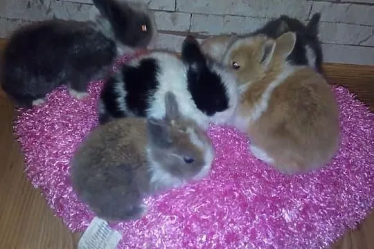 Króliki króliczki karzełki teddy, miniaturki