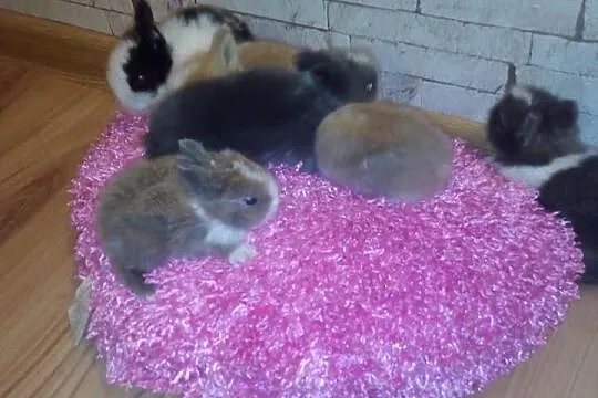 Króliki króliczki karzełki teddy, miniaturki
