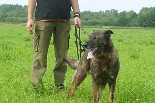 Energiczny psiak sporych rozmiarów-Barik słodziacz