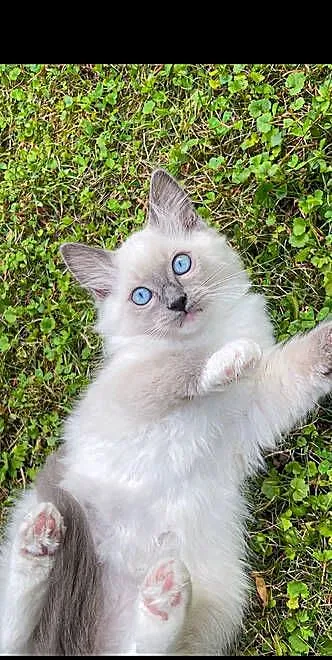 Kociak Ragdoll na kolanka. Gotowy do odbioru, Mazowieckie, Warszawa