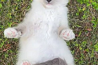 Kociak Ragdoll na kolanka. Gotowy do odbioru, Mazowieckie, Warszawa