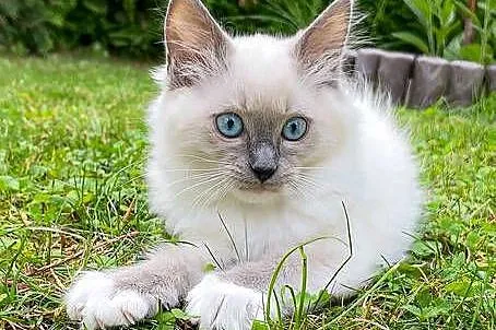 Kociak Ragdoll na kolanka. Gotowy do odbioru, Mazowieckie, Warszawa