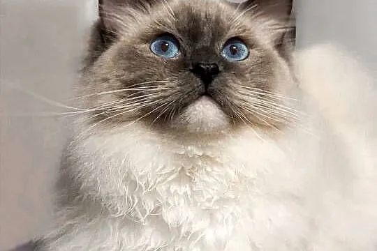 Kociak Ragdoll na kolanka. Gotowy do odbioru, Mazowieckie, Warszawa