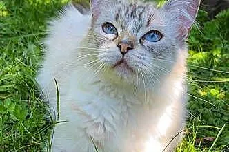 Kociak Ragdoll na kolanka. Gotowy do odbioru, Mazowieckie, Warszawa