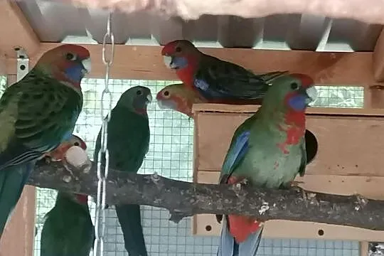 Papugi rozelle królewskie penanty, Sochaczew