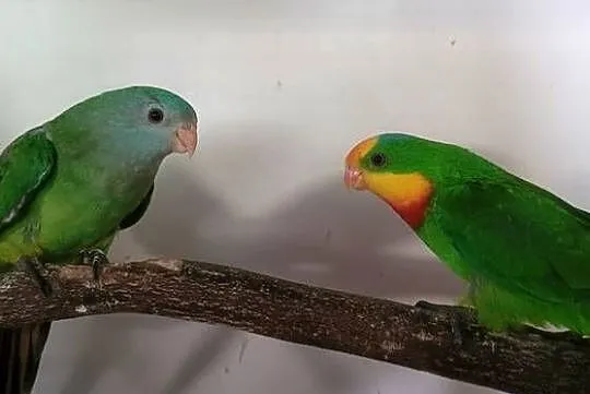 Para papug baraband, Małopolskie, Wieliczka