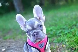 Buldog francuski liliowa suczka