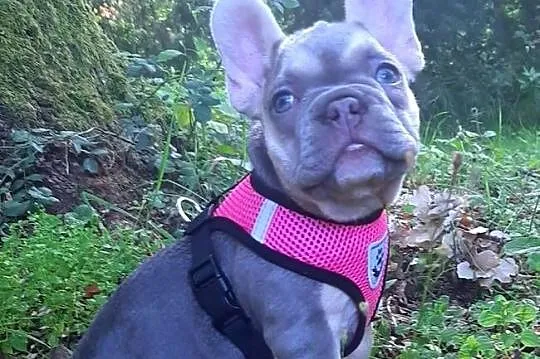 Buldog francuski liliowa suczka, Łódzkie, Pabianice