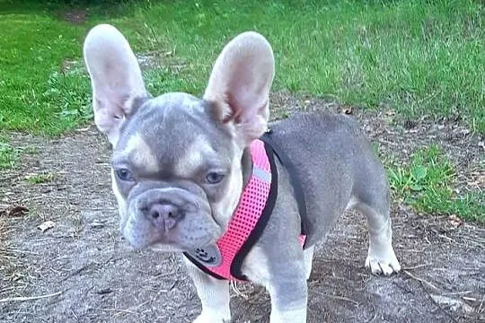 Buldog francuski liliowa suczka, Łódzkie, Pabianice
