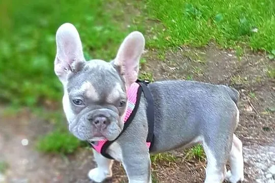 Buldog francuski liliowa suczka, Łódzkie, Pabianice