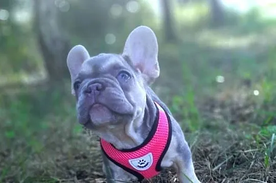 Buldog francuski liliowa suczka, Łódzkie, Pabianice