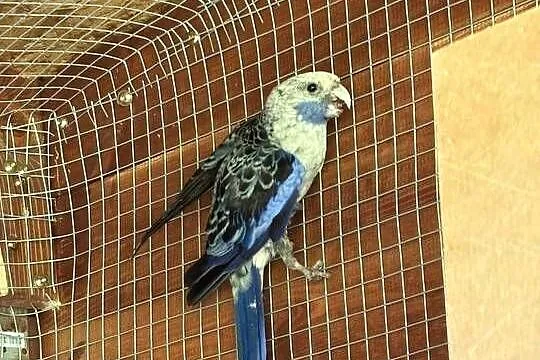 Sprzedam rozelle, Łódzkie, Pajęczno