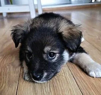 KRÓTKA, PASZCZA i ZEZEK - 3 miesięczne szczeniaki do adopcji, Mazowieckie, Warszawa