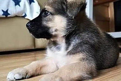 KRÓTKA, PASZCZA i ZEZEK - 3 miesięczne szczeniaki do adopcji, Mazowieckie, Warszawa