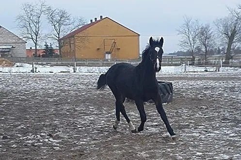 Koń Śląski, , Janowiec