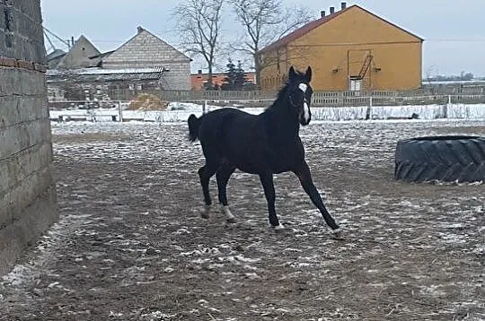 Koń Śląski, , Janowiec