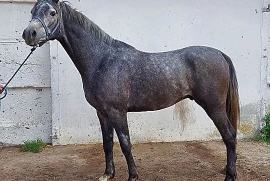 BALU SKW D grupa klacz rekreacja, , 