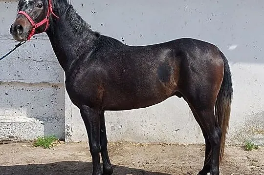 BALU SKW D grupa klacz rekreacja, , 
