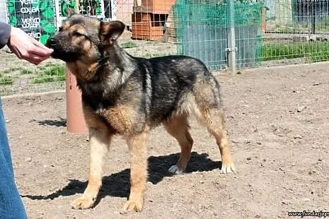 Bójka- wspaniała sunia, czeka na nowy dom!,  mazow