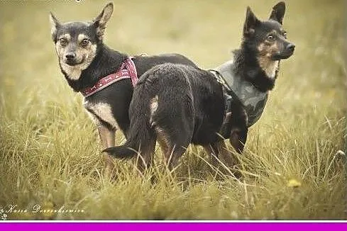 Chihuahua,dwie małe suczki szukają domów.ADOPCJA, 