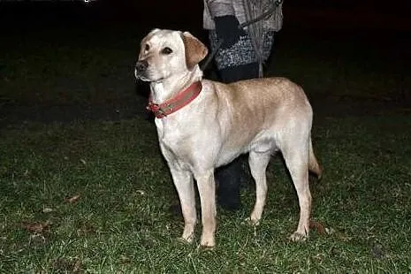 Arni szuka stałego domu!,  Labrador retriever cała Polska