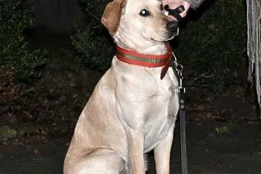 Arni szuka stałego domu!,  Labrador retriever cała