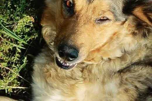 Kochana Lawenda potrzebuje domu!,  podkarpackie Pr