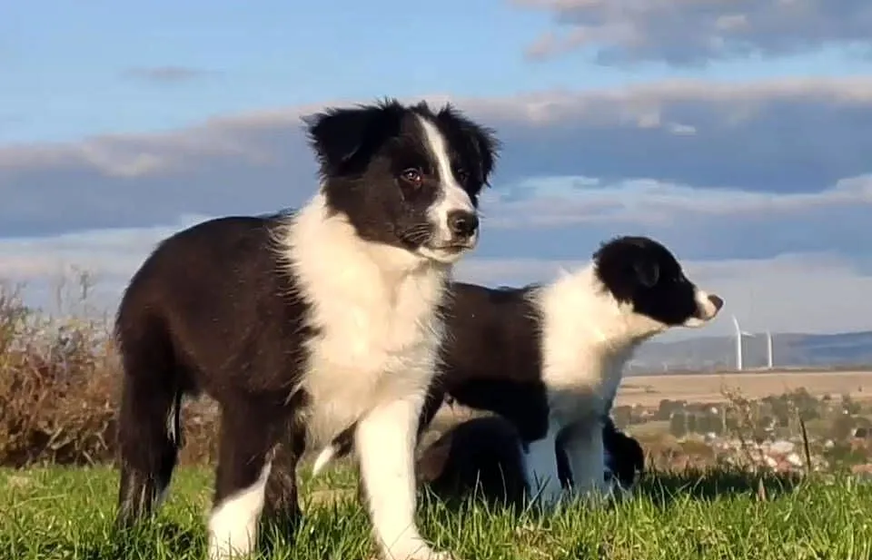 Piękny Rasowy Szczeniak Border Collie - komplet dok., Podkarpackie, Iwonicz