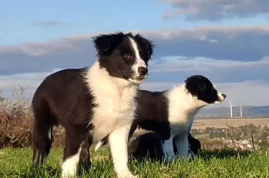 Piękny Rasowy Szczeniak Border Collie - komplet dok., Podkarpackie, Iwonicz