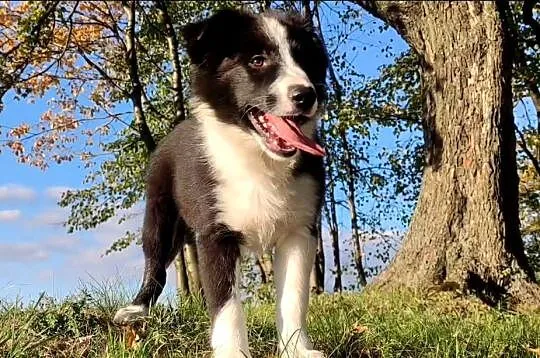 Piękny Rasowy Szczeniak Border Collie - komplet dok., Podkarpackie, Iwonicz