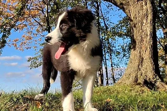 Piękny Rasowy Szczeniak Border Collie - komplet dok., Podkarpackie, Iwonicz