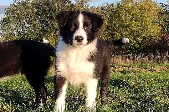 Piękny Rasowy Szczeniak Border Collie - komplet dok., Podkarpackie, Iwonicz