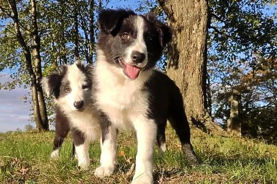 Piękny Rasowy Szczeniak Border Collie - komplet dok., Podkarpackie, Iwonicz