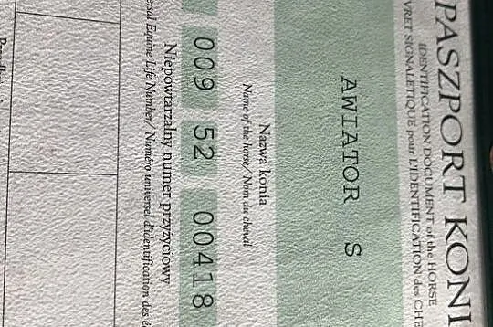 Urodziwy wałach na sprzedaż, , 
