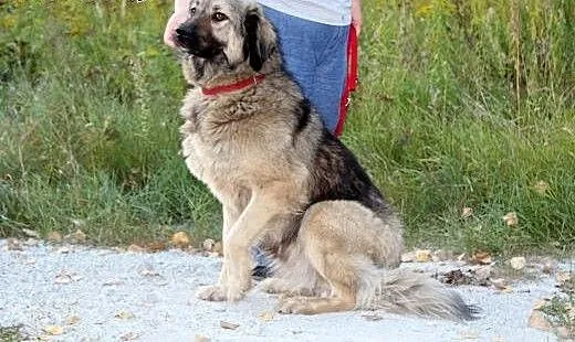 DELTA w typie kaukaza szuka Domu Tymczasowego, do