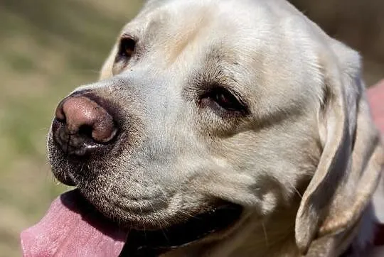 Paxo biszkoptowy labrador do adopcji