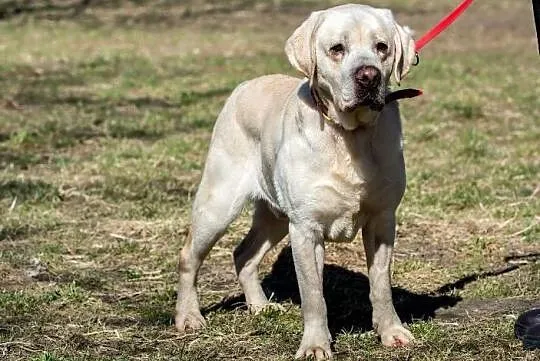 Paxo biszkoptowy labrador do adopcji