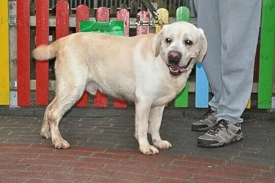 Paxo biszkoptowy labrador do adopcji