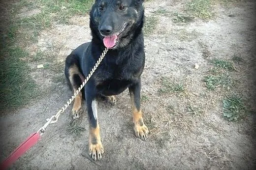 Cudowny JERRY szuka domu !!!!!,  Kundelki cała Pol